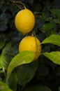 Yellow citrus lemon fruit and green leaves in garden. Organic Royalty Free Stock Photo