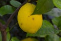 Yellow citrus lemon fruit and green leaves in garden. Organic Royalty Free Stock Photo