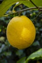 Yellow citrus lemon fruit and green leaves in garden. Organic Royalty Free Stock Photo