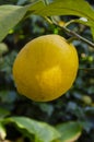 Yellow citrus lemon fruit and green leaves in garden. Organic Royalty Free Stock Photo