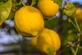 Yellow citrus lemon fruits and green leaves in the garden. Citrus lemon growing on a tree branch close-up. 1 Royalty Free Stock Photo