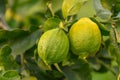 Yellow citrus lemon fruits and green leaves in the garden. Citrus lemon growing on a tree branch close-up.20 Royalty Free Stock Photo