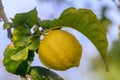 Yellow citrus lemon fruits and green leaves in the garden. Citrus lemon growing on a tree branch close-up.9 Royalty Free Stock Photo