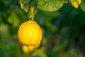 Yellow citrus lemon fruits and green leaves in the garden. Citrus lemon growing on a tree branch close-up.8 Royalty Free Stock Photo