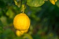 Yellow citrus lemon fruits and green leaves in the garden. Citrus lemon growing on a tree branch close-up.7 Royalty Free Stock Photo