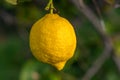 Yellow citrus lemon fruits and green leaves in the garden. Citrus lemon growing on a tree branch close-up.6 Royalty Free Stock Photo