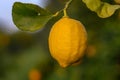 Yellow citrus lemon fruits and green leaves in the garden. Citrus lemon growing on a tree branch close-up.5 Royalty Free Stock Photo