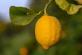 Yellow citrus lemon fruits and green leaves in the garden. Citrus lemon growing on a tree branch close-up.4 Royalty Free Stock Photo