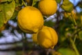 Yellow citrus lemon fruits and green leaves in the garden. Citrus lemon growing on a tree branch close-up.3 Royalty Free Stock Photo