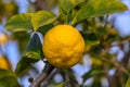 Yellow citrus lemon fruits and green leaves in the garden. Citrus lemon growing on a tree branch close-up. 2 Royalty Free Stock Photo