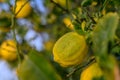 Yellow citrus lemon fruits and green leaves in the garden. Citrus lemon growing on a tree branch close-up.16 Royalty Free Stock Photo