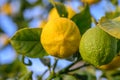 Yellow citrus lemon fruits and green leaves in the garden. Citrus lemon growing on a tree branch close-up. 14 Royalty Free Stock Photo