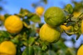 Yellow citrus lemon fruits and green leaves in the garden. Citrus lemon growing on a tree branch close-up.12 Royalty Free Stock Photo