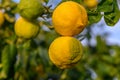 Yellow citrus lemon fruits and green leaves in the garden. Citrus lemon growing on a tree branch close-up.11 Royalty Free Stock Photo
