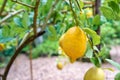 Yellow citrus lemon and green laeves growing in the garden