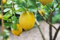 Yellow citrus lemon and green laeves growing in the garden