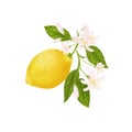 Yellow citrus tropical fruit. Lemon, leaves and flowers. Tropical clip art illustration. Green background.