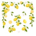 Yellow citrus fruit vintage frame. Lemon, leaves and flowers. Tropical clip art illustration. Green background.