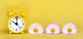 Yellow clock and daisy flowers, spring forward, springtime, summer concept Royalty Free Stock Photo