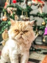 Yellow clor of persian cat is front of the christmas tree Royalty Free Stock Photo