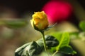 Yellow Close Rose Flower With Blur Background Royalty Free Stock Photo
