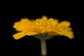 Yellow close up old Gerbera daisy petals