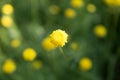 Yellow closeup tiny flower in the field