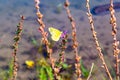 Yellow, Clouded sulphur butterfly, insect, on purple loosestrife flower with water, lake background