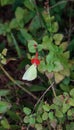 Yellow Cloudless sulfurs butterfly Phoebis sennae on a red flower Royalty Free Stock Photo