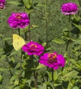 Yellow Cloudless Sulphur Butterfly - Phoebis sennae - on Magenta Zinnia Royalty Free Stock Photo