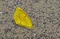 A little Cloudless Sulphur Butterfly sits alert. Royalty Free Stock Photo