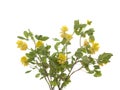 Yellow clover Royalty Free Stock Photo