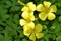 Yellow clover flowers