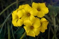 Yellow clover flowers Royalty Free Stock Photo