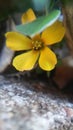 Yellow clover flowers Royalty Free Stock Photo