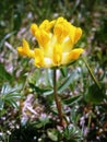 Yellow Clover