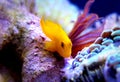 Yellow Clown Goby - Gobiodon okinawae Royalty Free Stock Photo