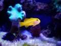 Yellow Clown Goby - Gobiodon okinawae Royalty Free Stock Photo