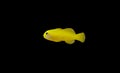 Yellow Clown Goby - Gobiodon okinawae Royalty Free Stock Photo