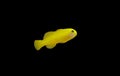 Yellow Clown Goby - Gobiodon okinawae Royalty Free Stock Photo