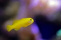 Yellow Clown Goby - Gobiodon okinawae Royalty Free Stock Photo