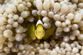 Yellow clownfish