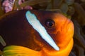 Yellow clownfish in anemone close-up portrait. Underwater photo.