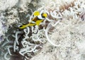 Yellow Clownfish over grey tentacles