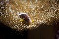 Yellow clownfish and sea anemone in aquarium