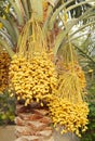 Yellow clusters of Kimri & khalal dates Royalty Free Stock Photo