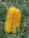 Yellow Coastal Banksia flowers in bloom