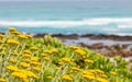 Yellow coastal Fynbos flowers on a beach in Cape Town