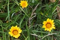Yellow Coastal Gazania rigens (also called treasure flower) grow