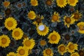 Yellow coastal rocky daisies.Pallenis maritima Asteriscus maritimus